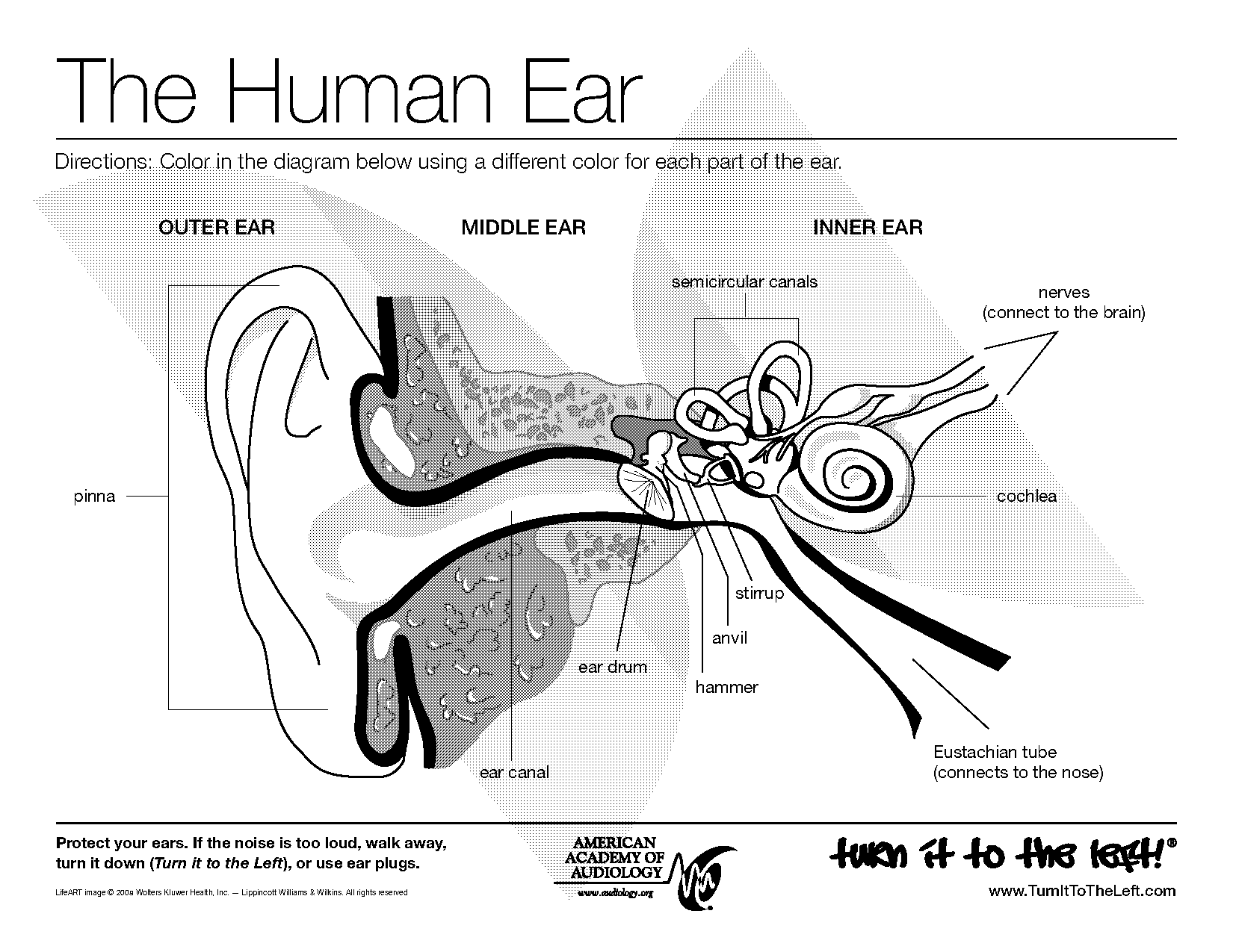 human ear template printable